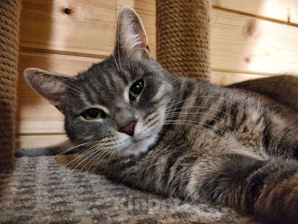 Кошки в Котельнике: Кошечка в добрые руки Девочка, Бесплатно - фото 4