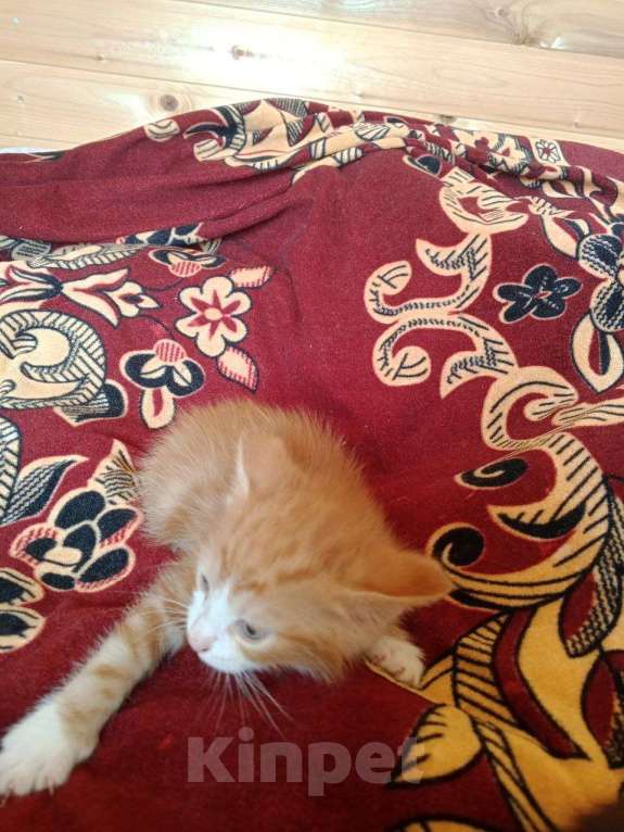 Кошки в других городах Тульской области: 2 котика и 2 кошечки, кушают, к туалету приучены, от кошки мышелова Мальчик, Бесплатно - фото 7