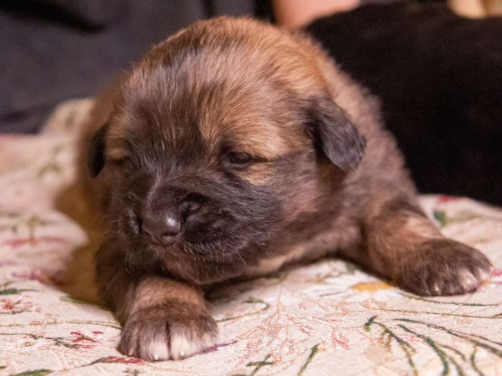Собаки в Москве: Щенок Монгольского Банхара Мальчик, Бесплатно - фото 9