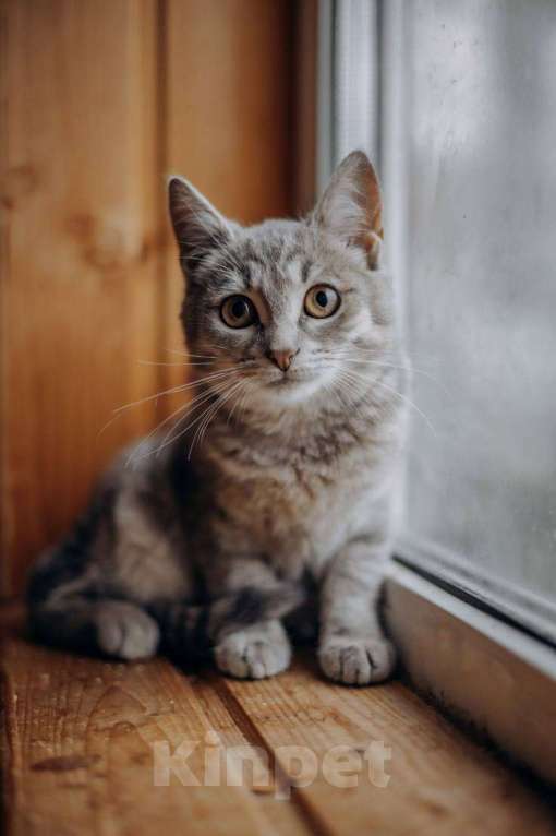 Кошки в Видном: Котёнок в добрые руки Девочка, Бесплатно - фото 6