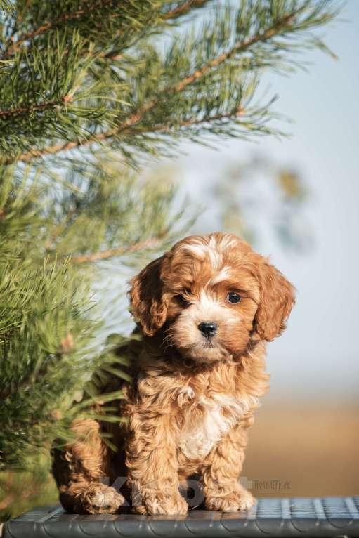 Собаки в Москве: Эксклюзивная девочка КАВАПУ ПЛЮША Девочка, Бесплатно - фото 2