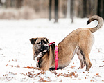 Собаки в Москве: Необычная девочка! Девочка, Бесплатно - фото 8