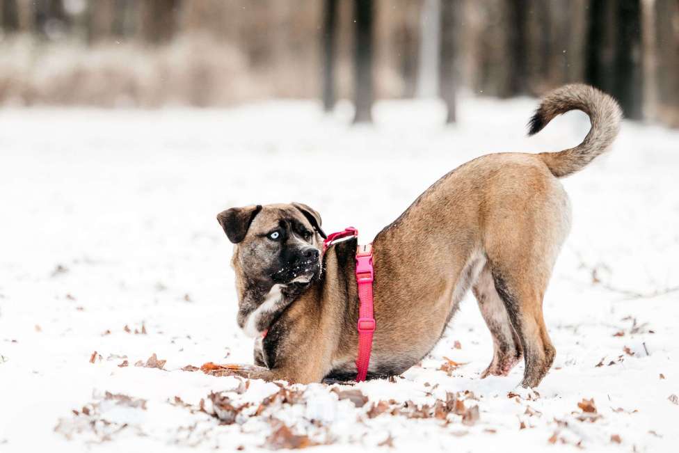 Собаки в Москве: Необычная девочка! Девочка, Бесплатно - фото 8