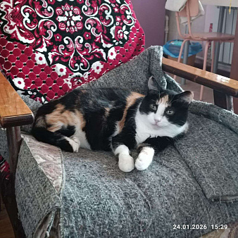 Ищет заботливых хозяев очаровательная трехцветная кошечка