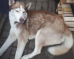 Собаки в Волгограде: Нашли сибирская хаски .  г Волгоград Держинский район.  Мальчик, Бесплатно - фото 4
