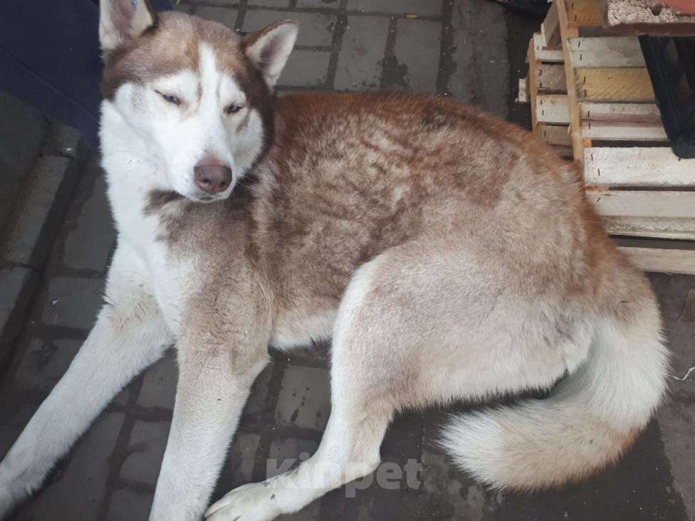 Собаки в Волгограде: Нашли сибирская хаски .  г Волгоград Держинский район.  Мальчик, Бесплатно - фото 4