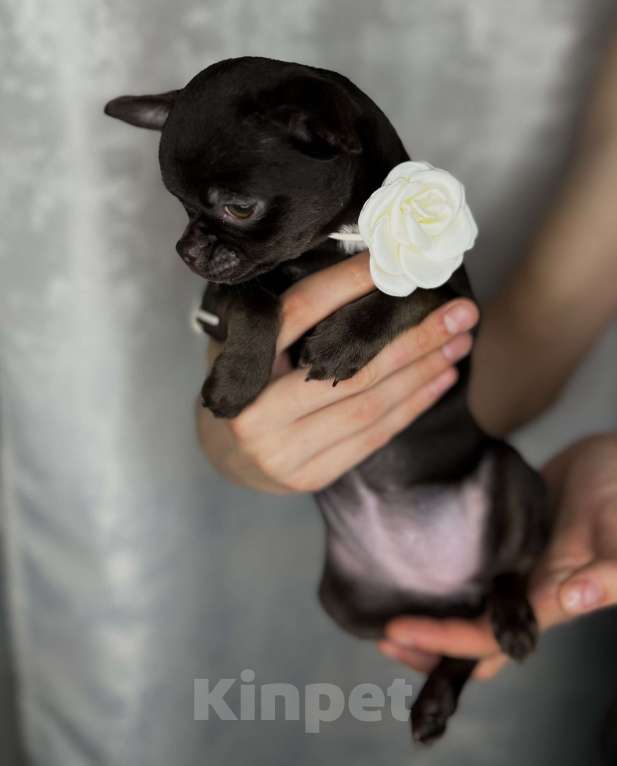 Собаки в Казани: Чихуахуа щенки игривая малышка Девочка, 40 000 руб. - фото 3