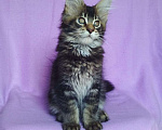 Кошки в Ейске: котята Мейн-Кун Мальчик, Бесплатно - фото 1