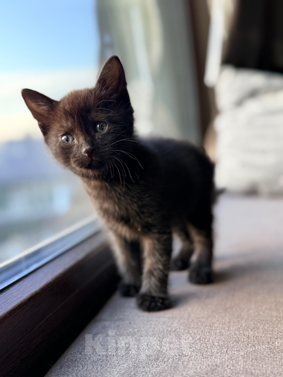 Кошки в Калининграде: Черный Кот-это избыток души❤️🐈‍⬛ Мальчик, Бесплатно - фото 7