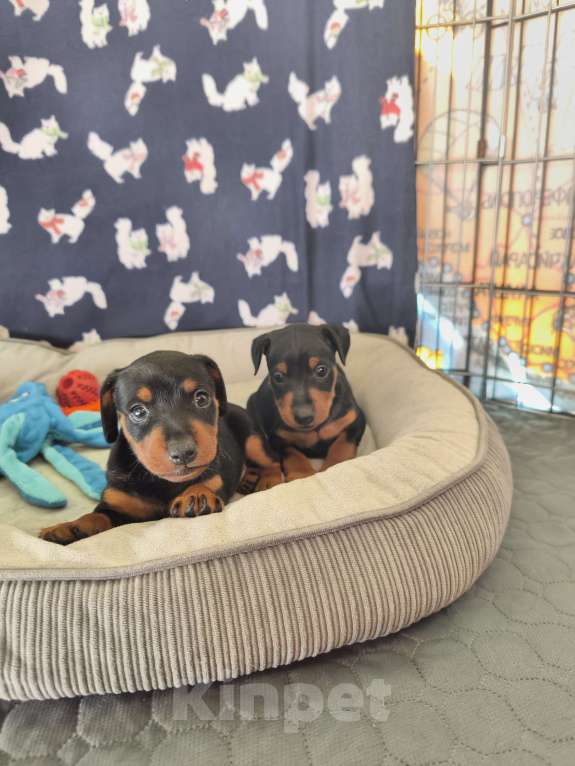 Собаки в Ореховом-Зуево: Щенки цвергпинчера Мальчик, 50 000 руб. - фото 4