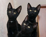 Кошки в Калуге: Черный Перчик. Классный котенок в добрые руки. Мальчик, Бесплатно - фото 7