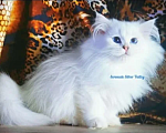Кошки в Димитровграде: Купить котёнка! Мальчик, Бесплатно - фото 1