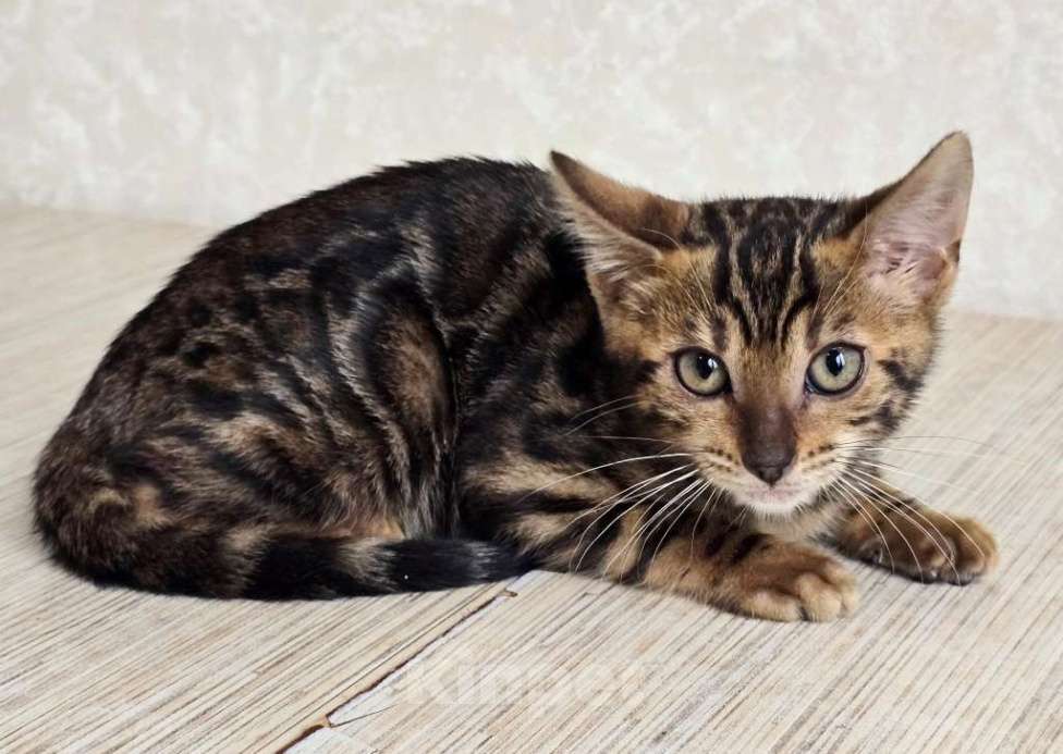 Кошки в Москве: Клубные бенгальские котята Девочка, 55 000 руб. - фото 3