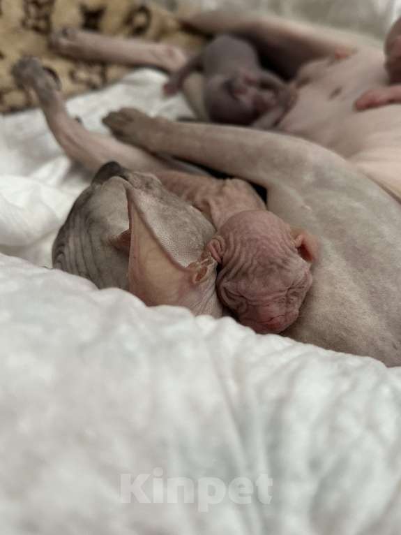 Кошки в Стерлитамаке: Котята донского сфинкса  Девочка, 6 500 руб. - фото 4