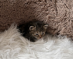 Кошки в Домодедово: отдаю котят Разнополые, Бесплатно - фото 7