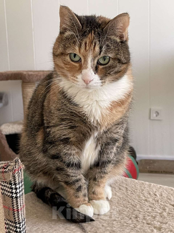 Кошки в Санкт-Петербурге: Кошка ищет дом Девочка, Бесплатно - фото 4