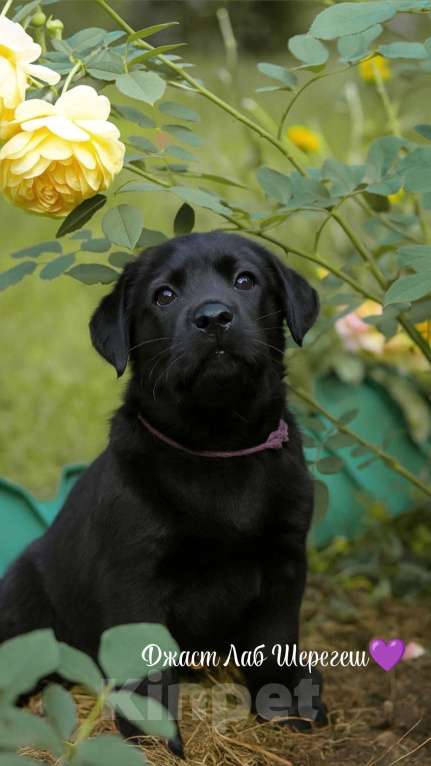 Собаки в Санкт-Петербурге: Щенки лабрадора  Мальчик, 90 000 руб. - фото 2