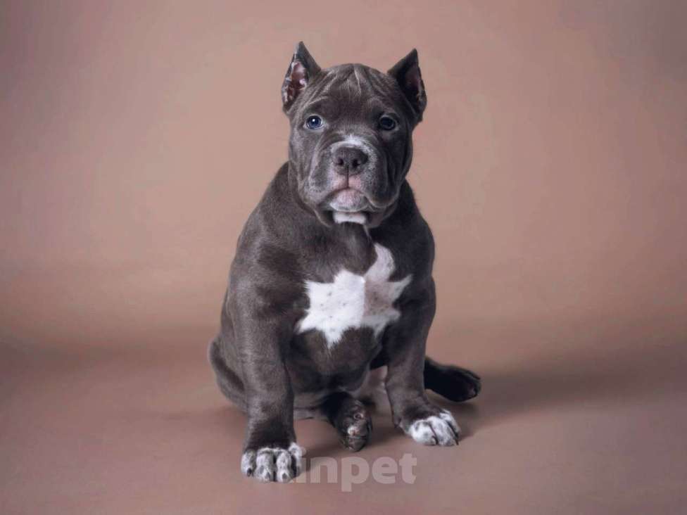 Собаки в Москве: Американский булли стандарт Девочка, 140 000 руб. - фото 2