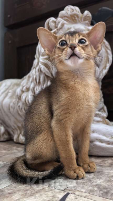 Кошки в других городах Московской области: Абиссинская девчуля Девочка, 75 000 руб. - фото 7