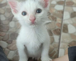Кошки в Ставрополе: Белый котенок Девочка, Бесплатно - фото 1