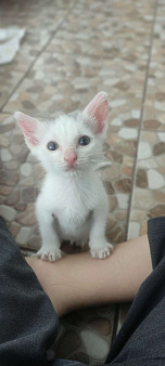 Объявление: Белый котенок, Бесплатно, Ставрополь
