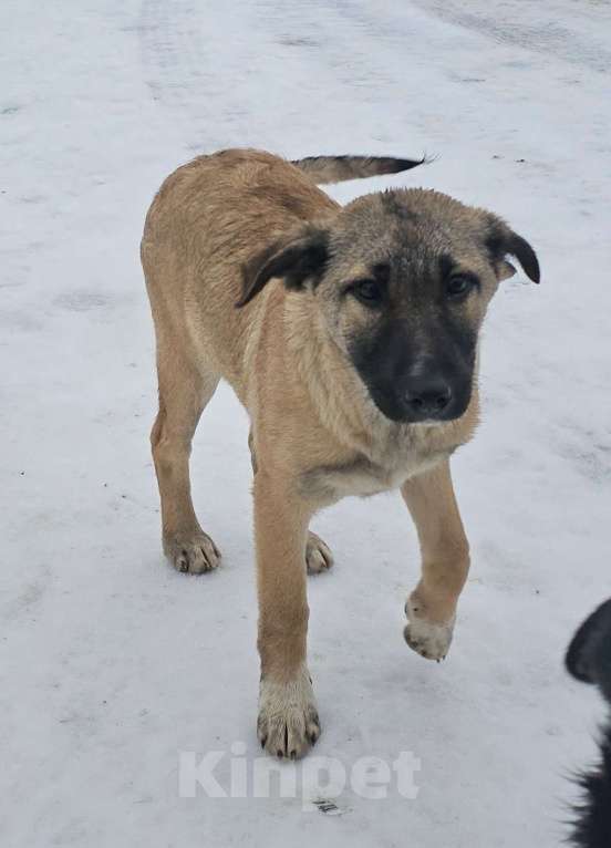 Собаки в Москве: щенку Лаки нужна семья Мальчик, Бесплатно - фото 5