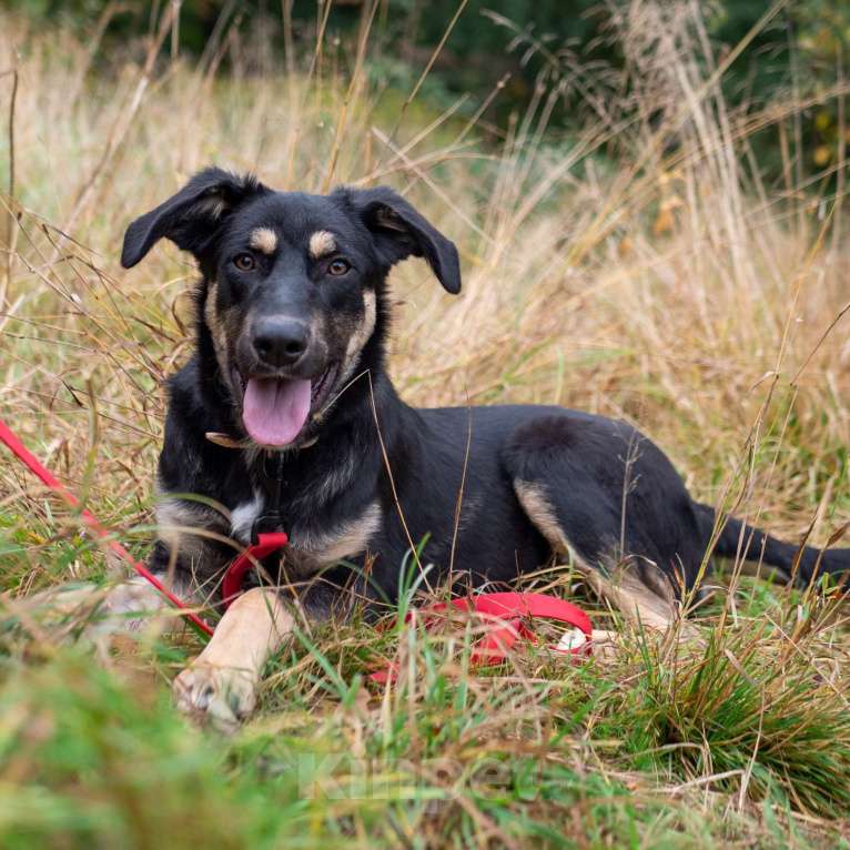 Собаки в Москве: Бадди Мальчик, Бесплатно - фото 4