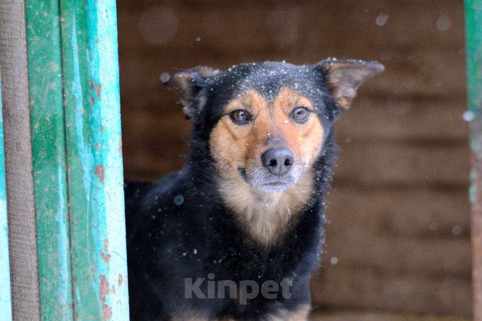 Собаки в Москве: Сигма Девочка, Бесплатно - фото 8