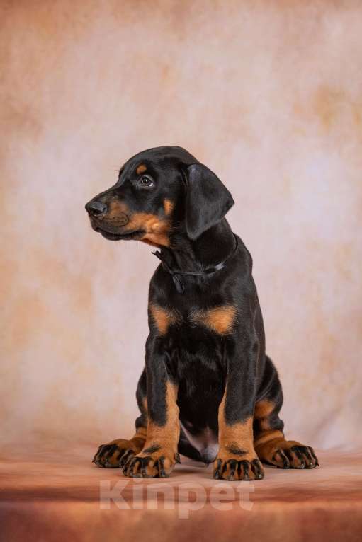 Собаки в Москве: Щенки добермана  Мальчик, 100 000 руб. - фото 5