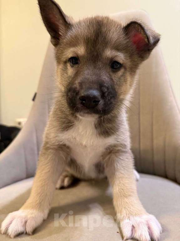 Собаки в других городах Московской области: Щенок Хаски в добрые руки Мальчик, Бесплатно - фото 9