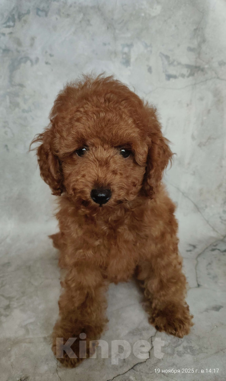 Собаки в Мытищах: Миниатюрный пудель Анри Мальчик, 130 000 руб. - фото 3