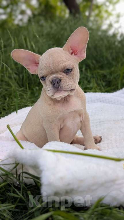 Собаки в других городах Крыма: Французская красотка Девочка, 100 000 руб. - фото 2