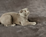 Кошки в Электростали: Шотландский вислоухий короткошёрстный котёнок Мальчик, 10 000 руб. - фото 1