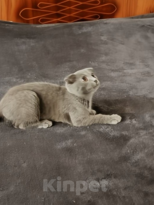 Кошки в Электростали: Шотландский вислоухий короткошёрстный котёнок Мальчик, 10 000 руб. - фото 1