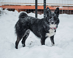 Собаки в Москве: Аяне нужен дом  Девочка, Бесплатно - фото 3