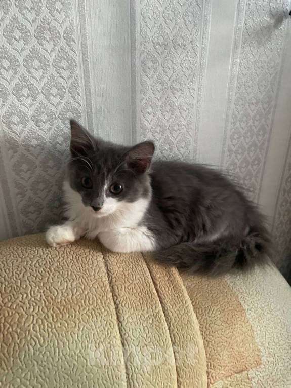 Кошки в Омске: Котёнок  Мальчик, 300 руб. - фото 1