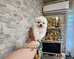 Собаки в Москве: Мальчик померанского шпица айс крем питомник РКФ Мальчик, Бесплатно - фото 2