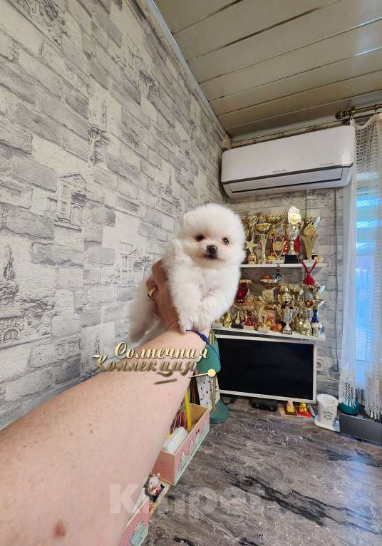 Собаки в Москве: Мальчик померанского шпица айс крем питомник РКФ Мальчик, Бесплатно - фото 2