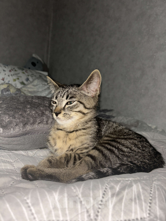 Кошки в Ижевске: Котенок в добрые руки  Мальчик, Бесплатно - фото 5