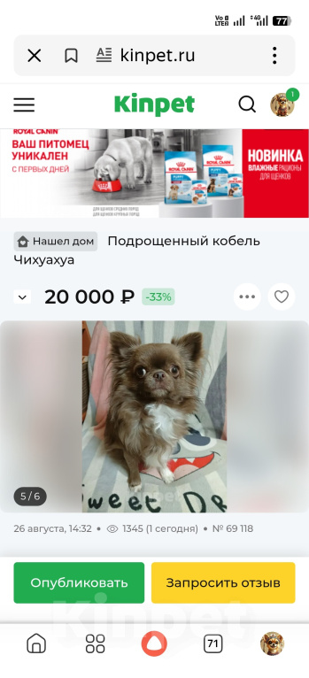 Собаки в Новосибирске: Чихуахуа Мальчик, 30 000 руб. - фото 4