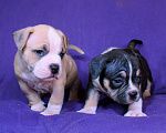 Собаки в Владимире: Американскиц булли. Щенки Разнополые, 80 000 руб. - фото 8