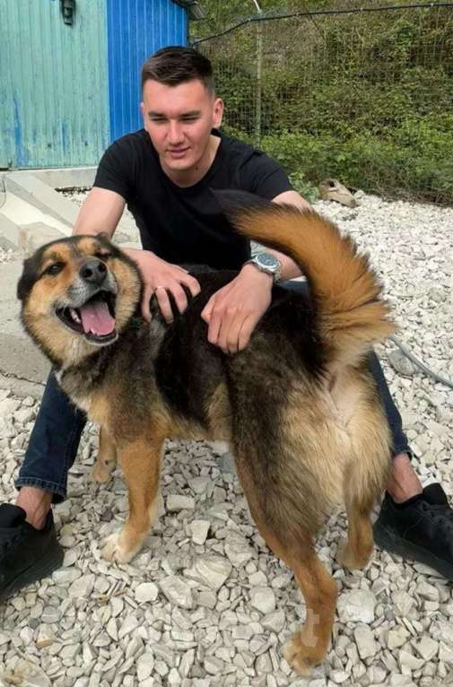 Собаки в других городах Краснодарского края: Метис маламута в дар с доставкой Мальчик, Бесплатно - фото 4