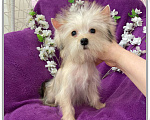 Собаки в Москве: Йорк мини девочка золотая игривая Девочка, 70 000 руб. - фото 1