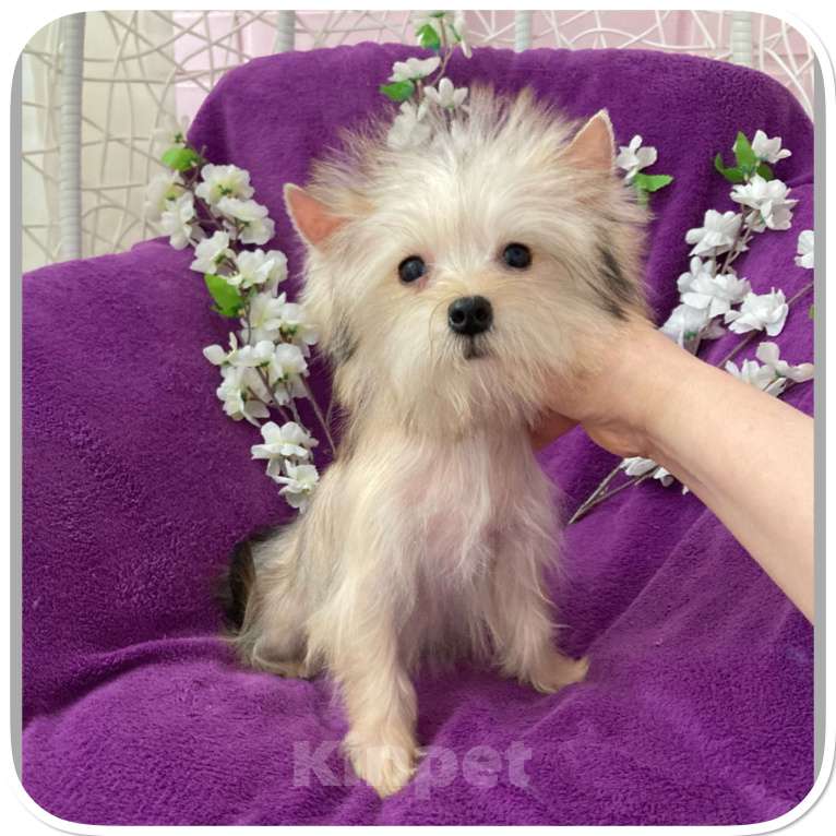 Собаки в Москве: Йорк мини девочка золотая игривая Девочка, 70 000 руб. - фото 1
