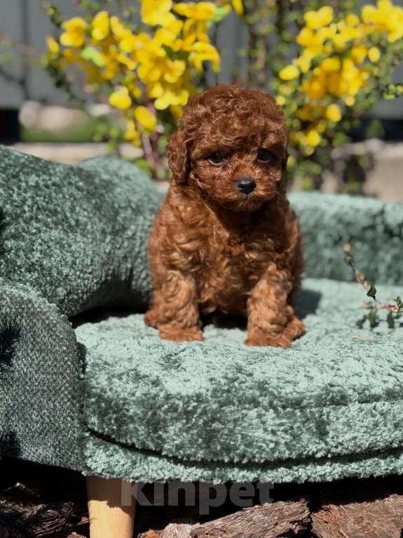 Собаки в Челябинске: Той-пудель, щенок Девочка, 150 000 руб. - фото 4