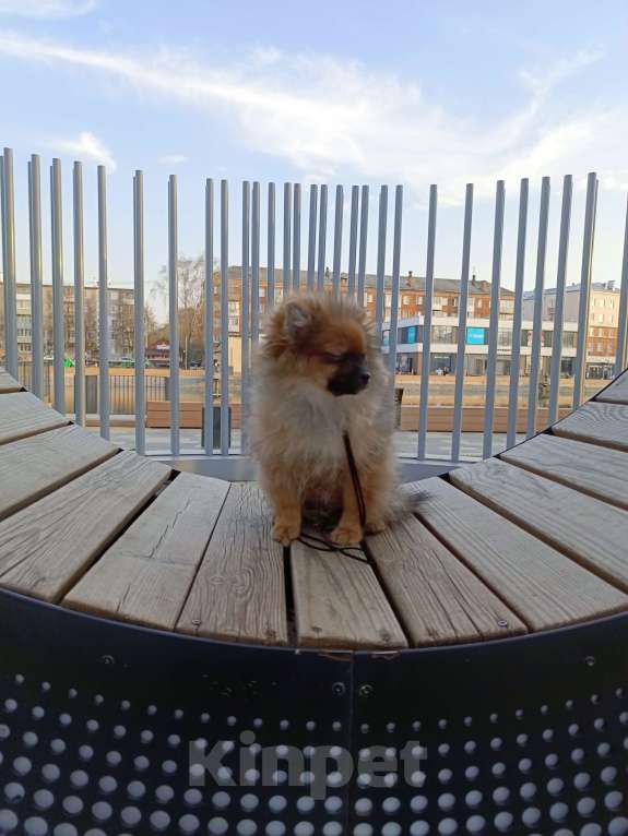 Собаки в Узловой: Щенок померанского шпица Мальчик, 40 000 руб. - фото 2