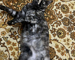 Кошки в Красноярске: Потерялась кошка 😢 Девочка, Бесплатно - фото 6