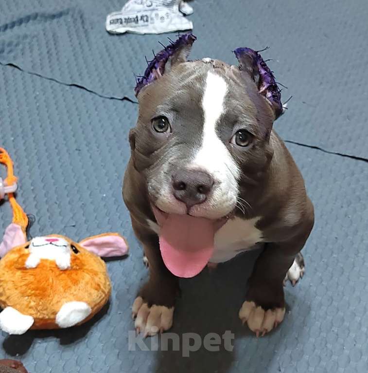 Собаки в Орске: Американский булли покет Разнополые, Бесплатно - фото 3