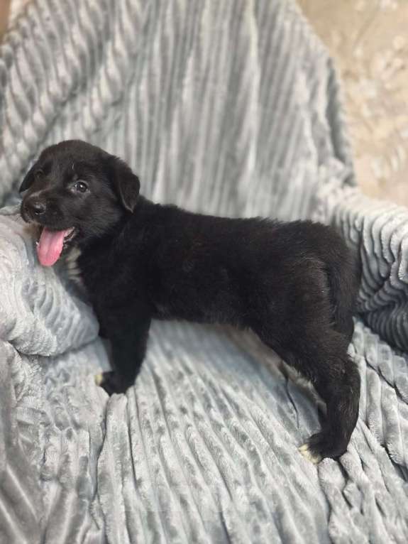 Собаки в Москве: Щенки от мамы-овчарки в дар Мальчик, 1 руб. - фото 10