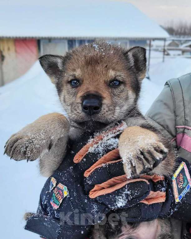 Собаки в Рязани: Щенки чехословацкого влчака Мальчик, 100 000 руб. - фото 3